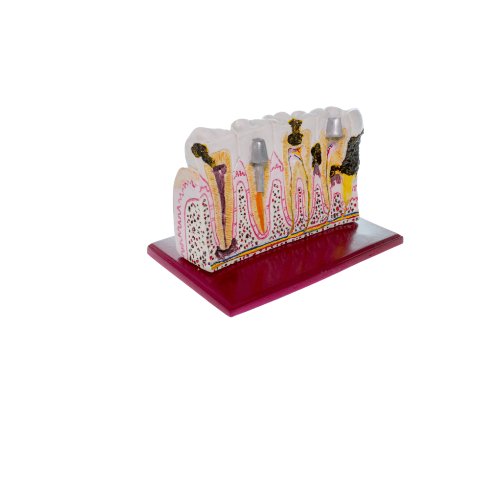 Media Arcada Didáctica Oficina Deposito Dental Odontology BG