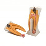 Muela Didáctica -Marca: Steel Oficina | Odontology BG