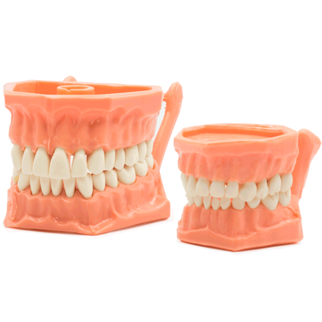 Tipodonto Acrílico -Marca: Genérica Oficina | Odontology BG