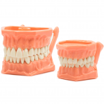 Tipodonto Acrílico -Marca: Genérica Oficina | Odontology BG