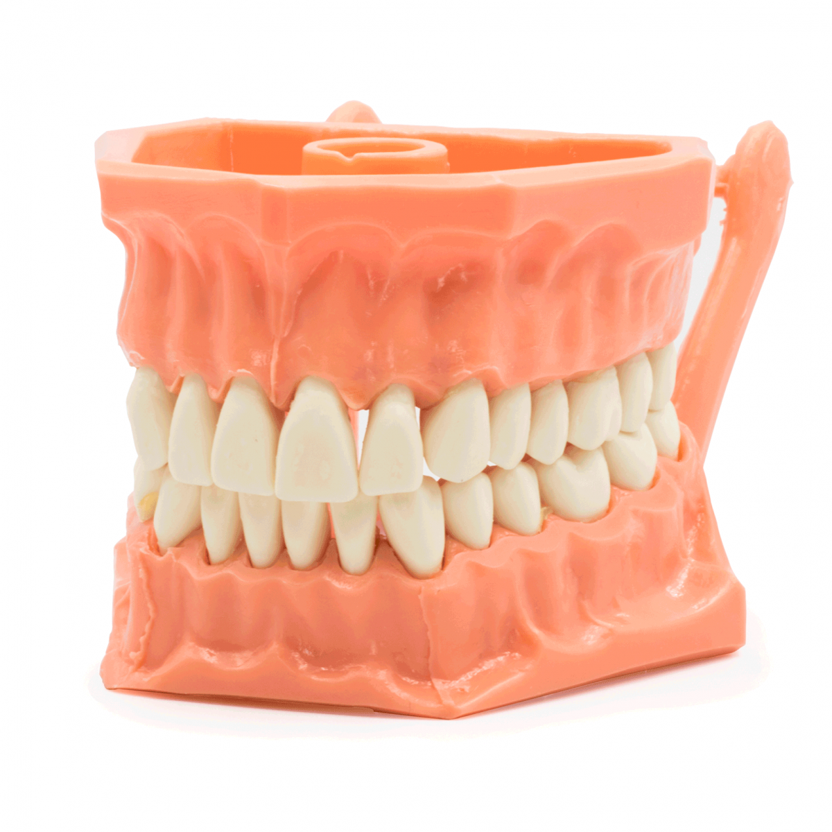 Tipodonto Acrílico -Marca: Genérica Oficina | Odontology BG