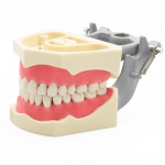 Tipodonto 860 Encía Suave -Marca: Genérica Articuladores | Odontology BG