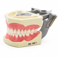 Tipodonto 860 Encía Suave -Marca: Genérica Articuladores | Odontology BG