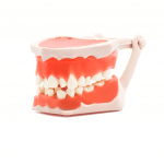 Tipodonto -Marca: Tirden Articuladores | Odontology BG