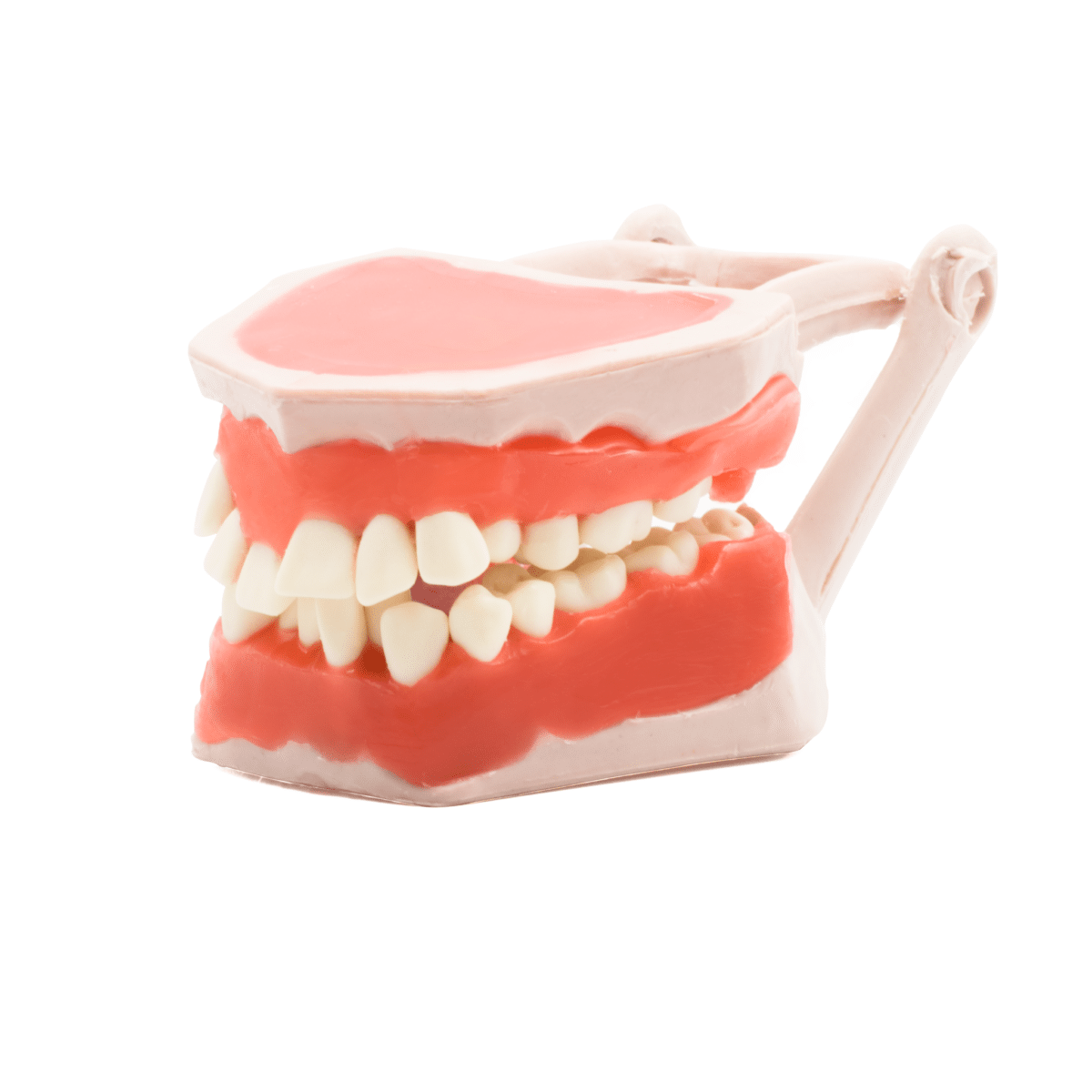 Tipodonto -Marca: Tirden Articuladores | Odontology BG