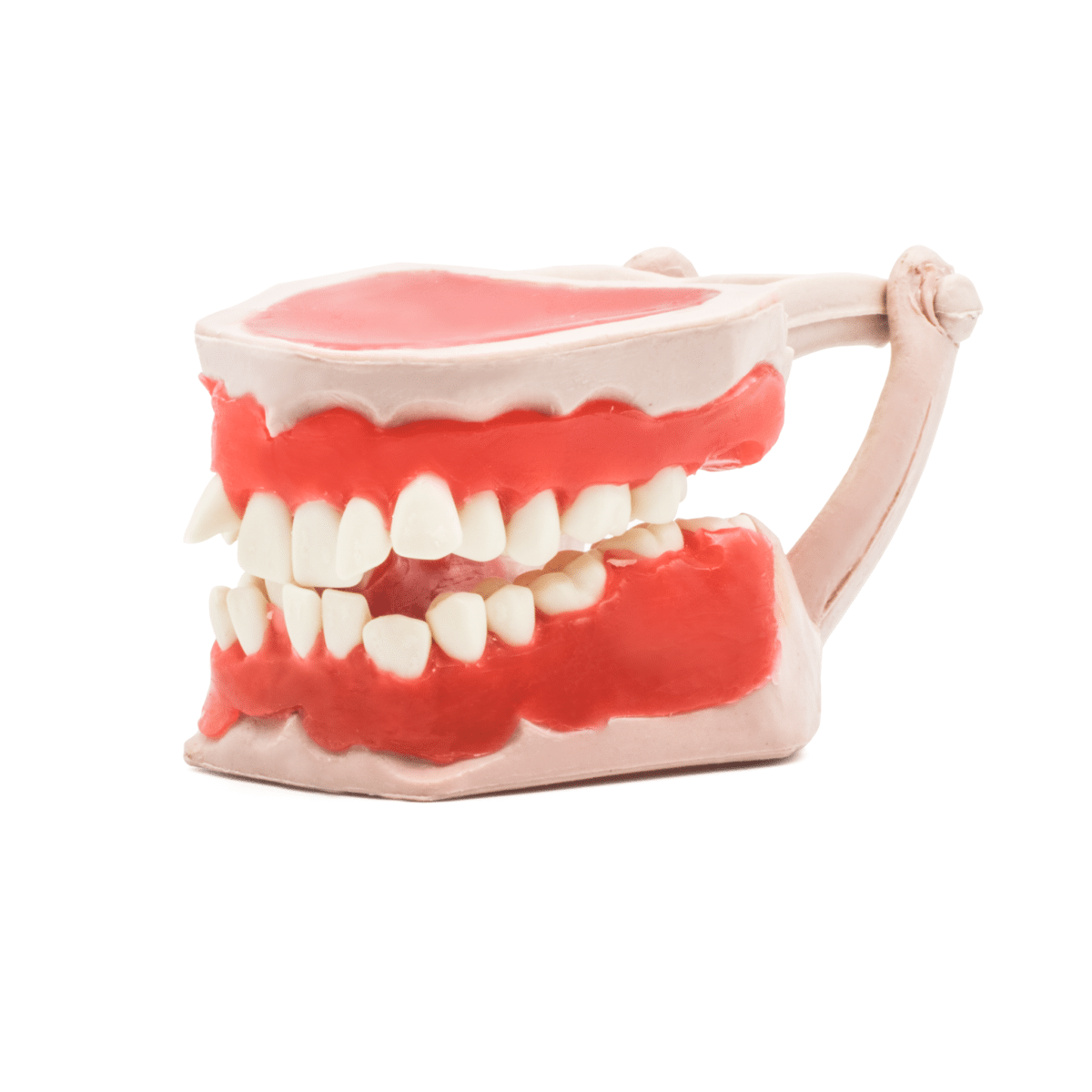 Tipodonto -Marca: Tirden Articuladores | Odontology BG