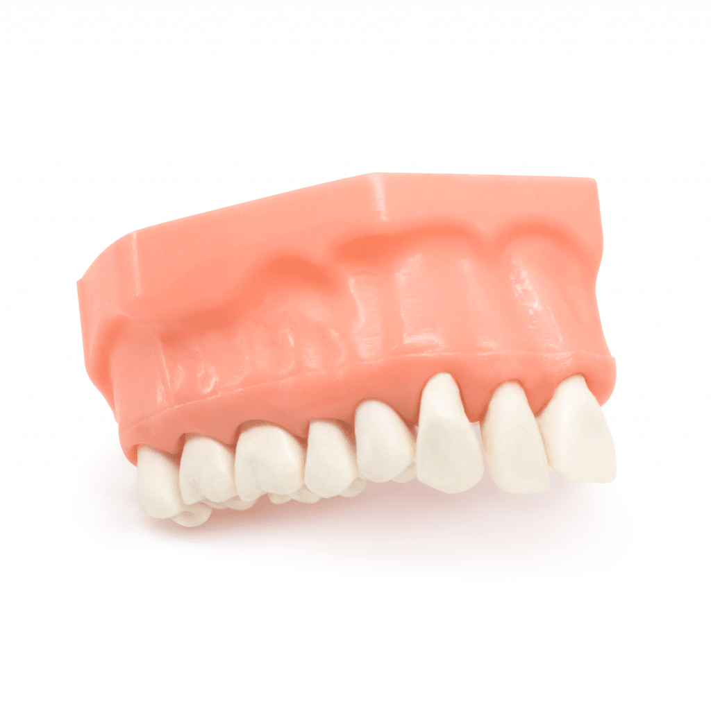 Tipodonto 1/4 Arcada Oficina Deposito Dental Odontology BG