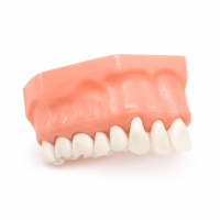 Tipodonto 1/4 Arcada Oficina Deposito Dental Odontology BG