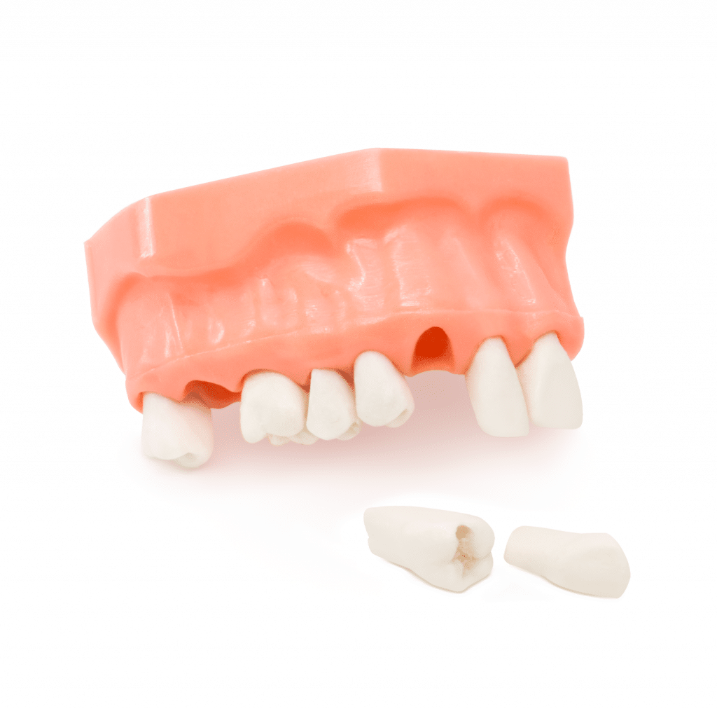 Tipodonto 1/4 Arcada Oficina Deposito Dental Odontology BG