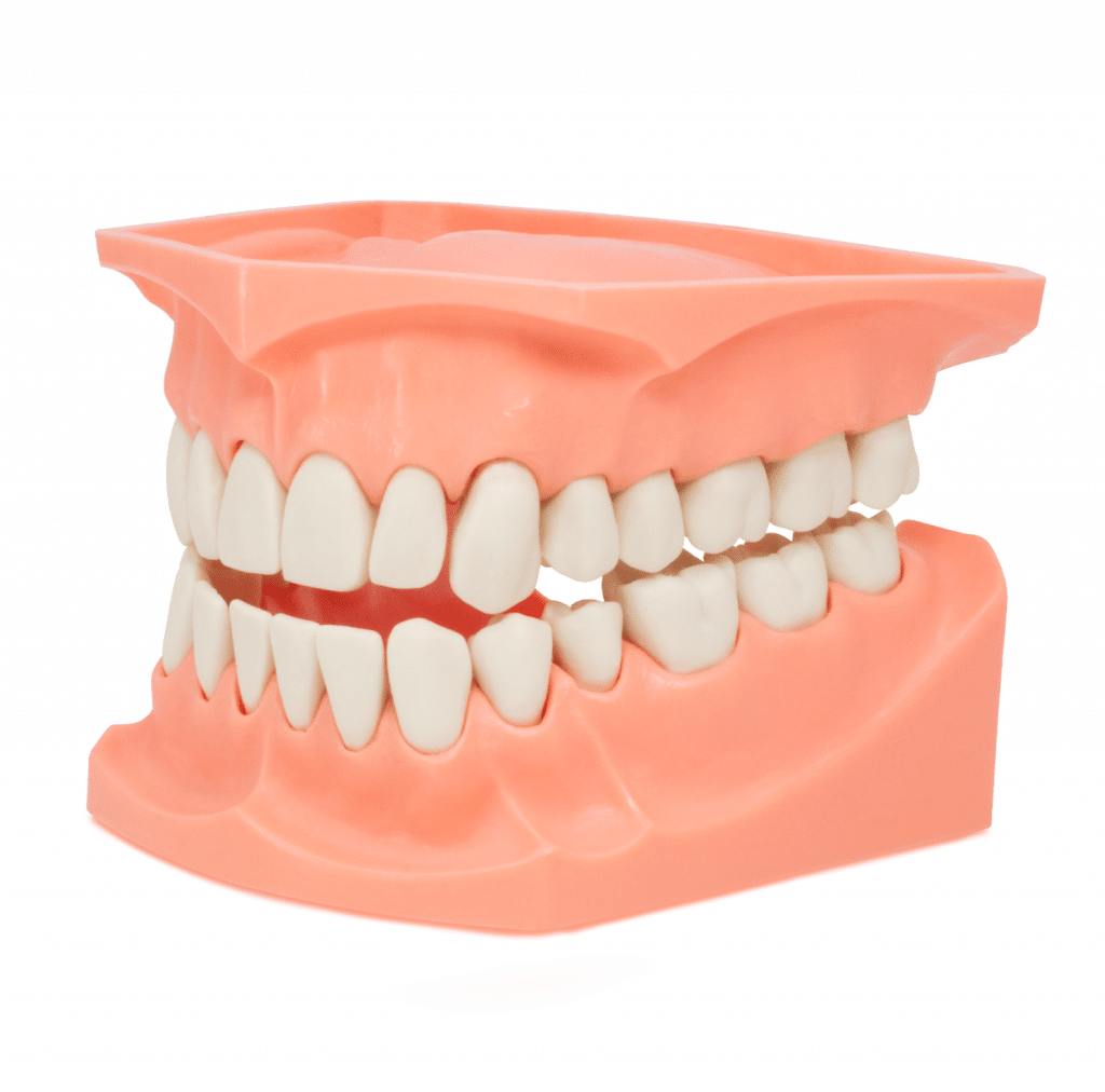 Tipodonto Acrilico Gigante Sin Bisagra Oficina Deposito Dental Odontology BG