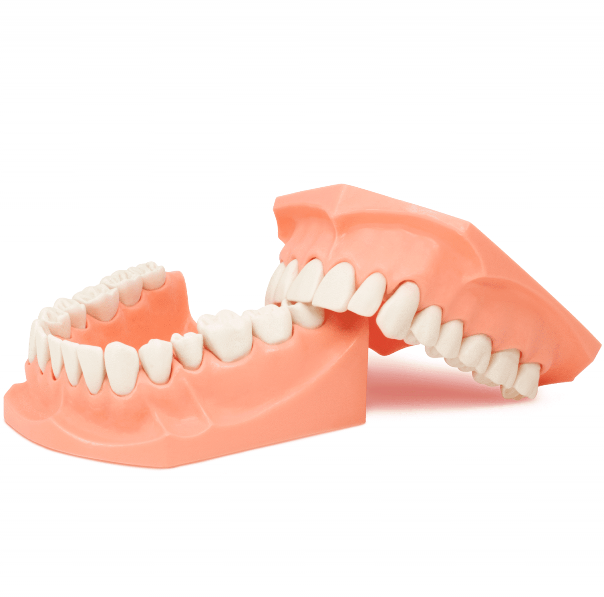 Tipodonto Acrilico Gigante Sin Bisagra - Image 2