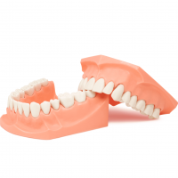 Tipodonto Acrilico Gigante Sin Bisagra Oficina Deposito Dental Odontology BG