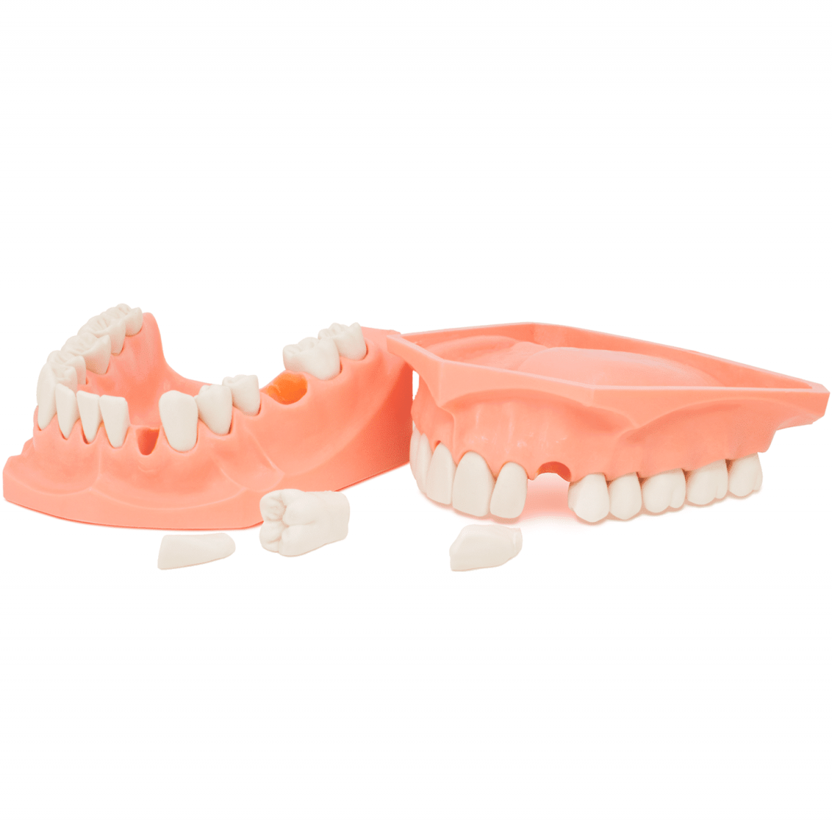 Tipodonto Acrilico Gigante Sin Bisagra - Image 3