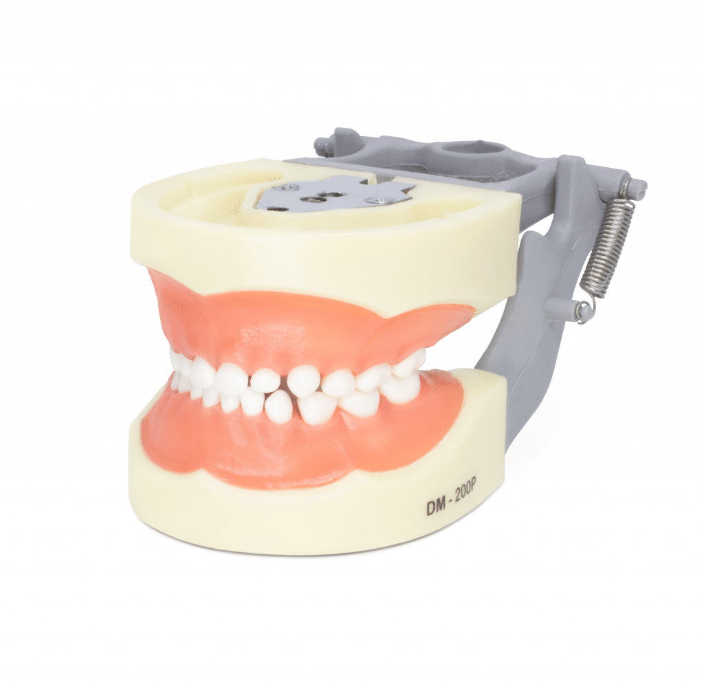 Tipodonto DM-200P Infantil Semana de los equipos Deposito Dental Odontology BG