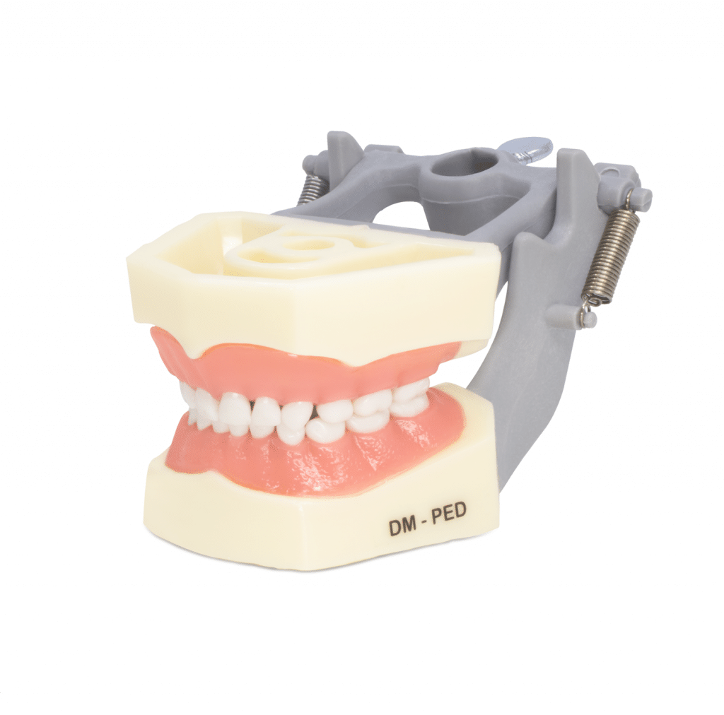 Tipodonto DM-PED Infantil Encía Blanda Semana de los equipos Deposito Dental Odontology BG