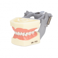 Tipodonto DM-PED Infantil Encía Blanda Simuladores Deposito Dental Odontology BG