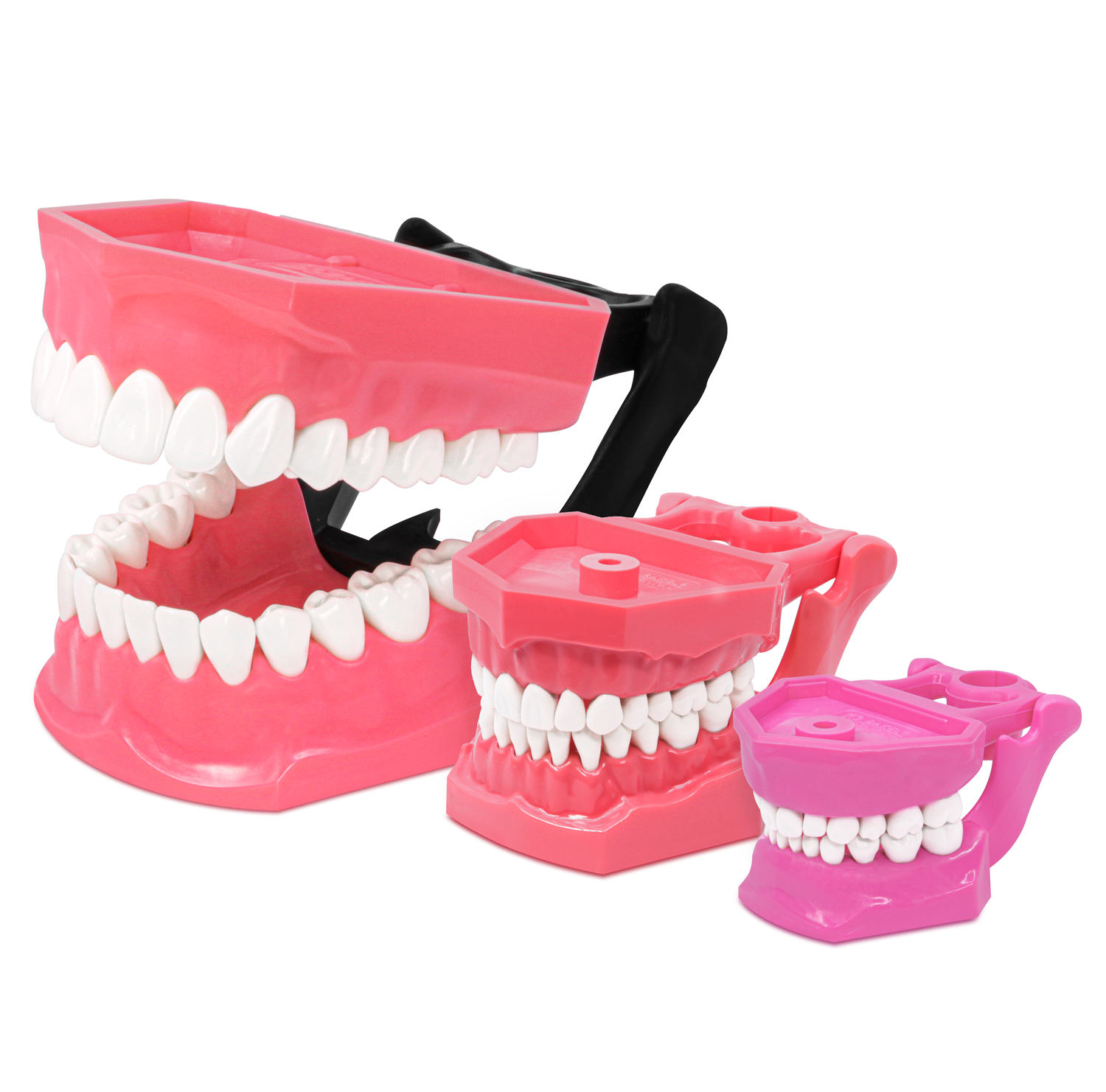 Tipodonto con bisagra Deposito Dental Odontology BG Tipodonto con bisagra - Image 1